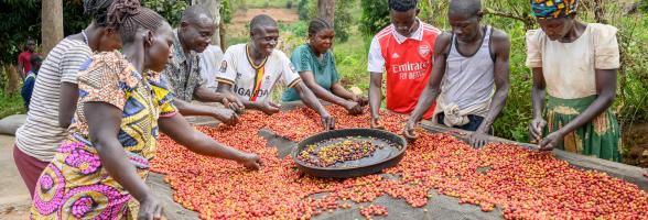 coffee sorting