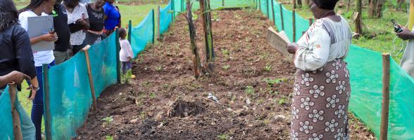 urban food hives
