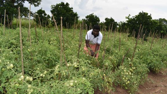Betty Asio is a member of Egangainos Farmer Field School, comprised of 30 members, found in Onyerai, Asuret Soroti District 