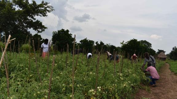 Egangainos Farmer Field School, comprised of 30 members, found in Onyerai, Asuret Soroti District that meets every Tuesday