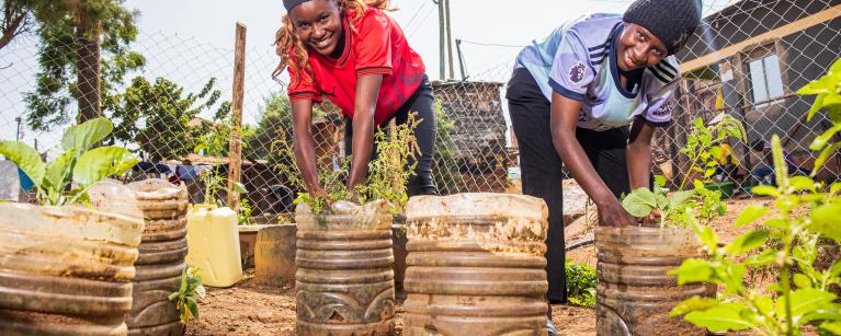 Urban Food Hives project