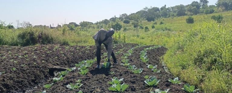 Geoffrey Kyombe in his cabbage garden in the recent field visit, June 2026 by AFCE and OXFAM