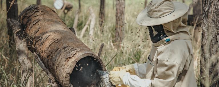 Oloya Francis a bee farmer with sight impairment harvests honey from his apiary 