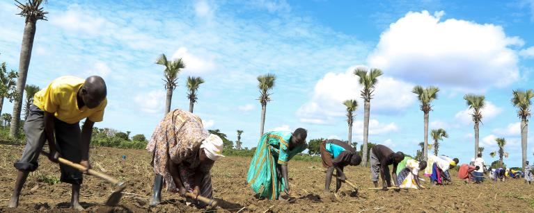 Photo of farmers who are part of the farmer field schools