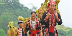 Ethnic minority woman harvests crops in Ninh Binh. Credit: Oxfam Vietnam