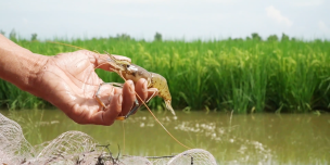 shrimp rice