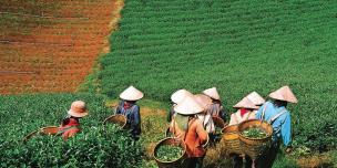 Farmers harvest their crops in central Vietnam. Credit: Oxfam Vietnam