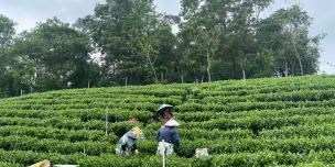 Training strengthens capacity for safer and more sustainable tea production 