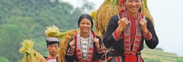 Ethnic minority woman harvests crops in Ninh Binh. Credit: Oxfam Vietnam