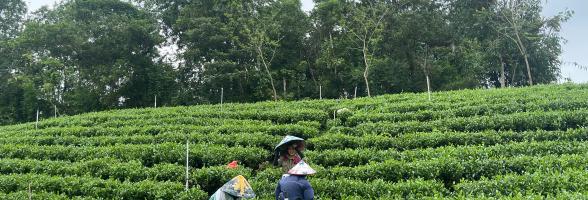 Training strengthens capacity for safer and more sustainable tea production 