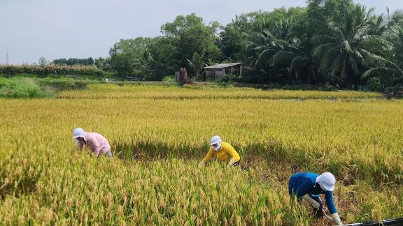 Empowering women farmers in Mekong Delta through safe agricultural practices