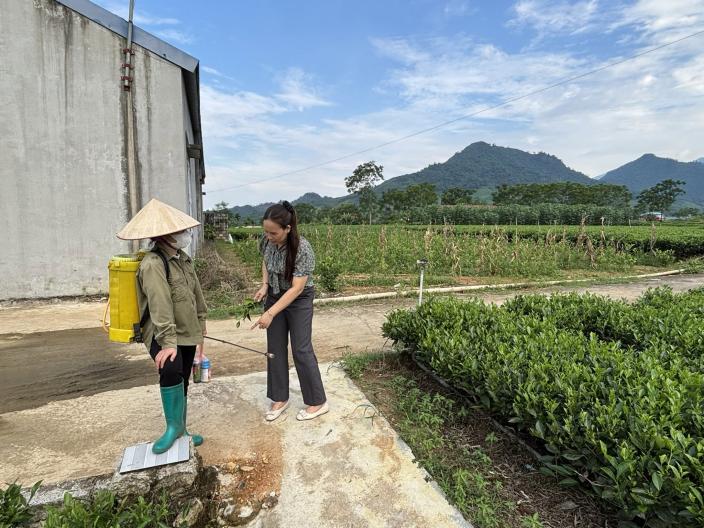 Training strengthens capacity for safer and more sustainable tea production 