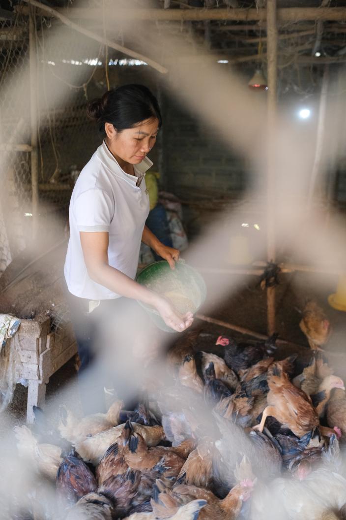 Ms Dung taking care of her poultry at home