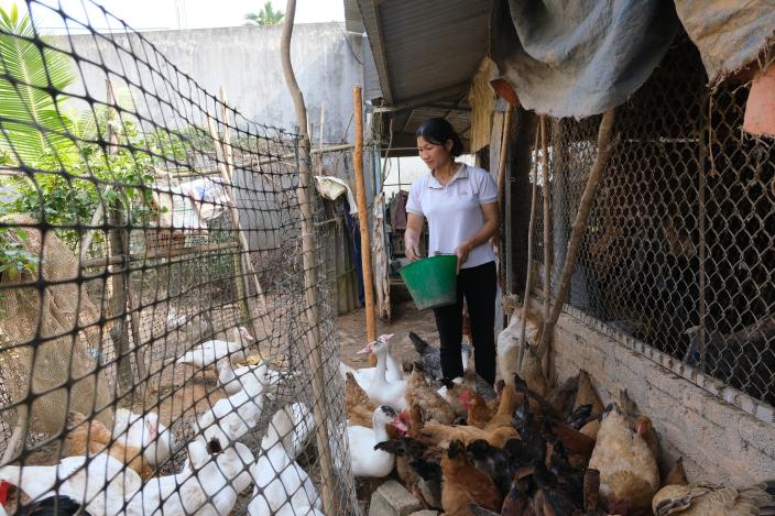 Ms Dung taking care of her poultry at home