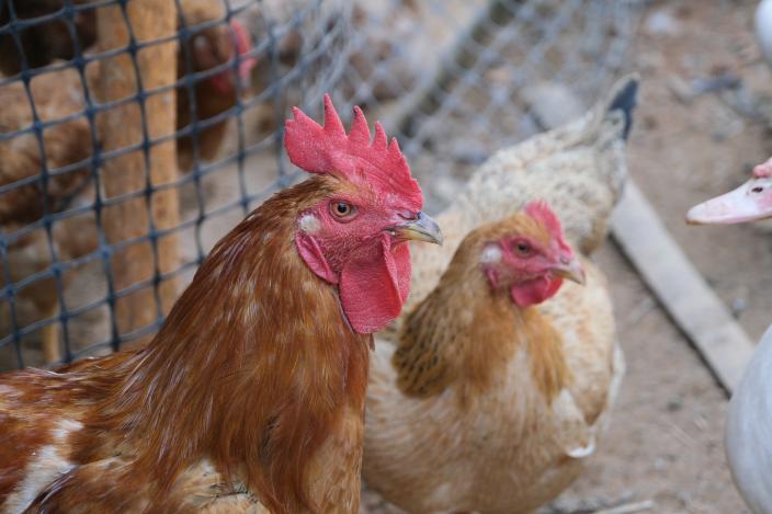 Ms Dung taking care of her poultry at home