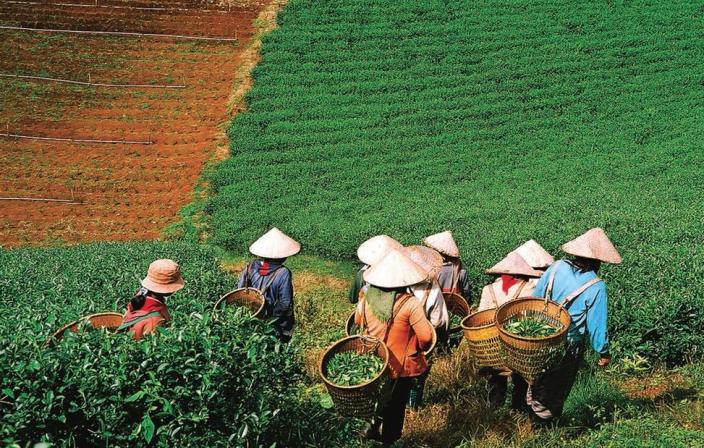 Farmers harvest their crops in central Vietnam. Credit: Oxfam Vietnam