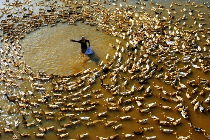 A duck farmer feeds his flock. Credit: Oxfam Vietnam