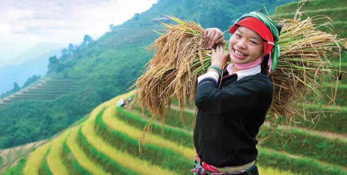 Ethnic minority woman harvests crops in Ninh Binh. Credit: Oxfam Vietnam