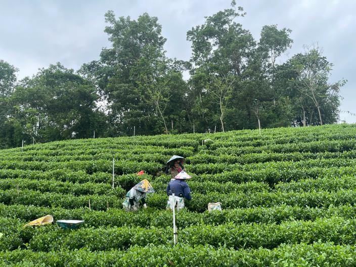 Training strengthens capacity for safer and more sustainable tea production 